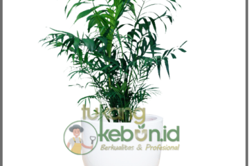 Sewa Tanaman Hias Bekasi