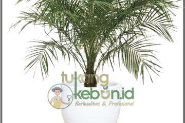Sewa Tanaman Kantor