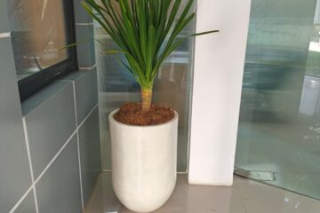 Sewa Tanaman Indoor Jakarta