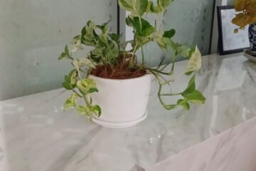 Sewa Tanaman Bekasi